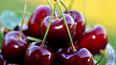 مهمترین فواید گیلاس برای بدن