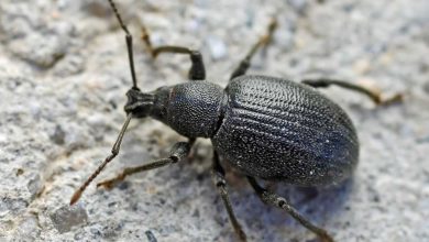 آرکیها؛ موجوداتی که از دل آتش دوباره زاده میشوند 10 آرکیها؛ موجوداتی که از دل آتش دوباره زاده میشوند