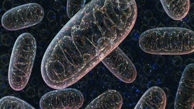 پژوهش تازه: میتوکندری تخمکها با افزایش سن دچار جهش نمیشوند 8 پژوهش تازه: میتوکندری تخمکها با افزایش سن دچار جهش نمیشوند