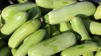 پنج ترند سلامت تابستانی؛ راهکارهای ساده برای ارتقای سلامت جسم و ذهن 9 پنج ترند سلامت تابستانی؛ راهکارهای ساده برای ارتقای سلامت جسم و ذهن