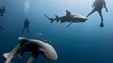 اسیدی شدن اقیانوسها، تهدیدی جدی برای دندان کوسهها 9 اسیدی شدن اقیانوسها، تهدیدی جدی برای دندان کوسهها