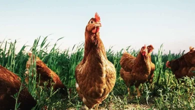 غذاهای نوظهور؛ از تخم مرغ بدون نیاز به مرغ تا شیر غیرحیوانی 7 دلیل گران شدن مرغ چه بود؟