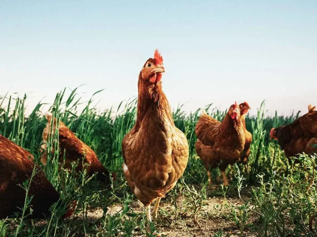 غذاهای نوظهور؛ از تخم مرغ بدون نیاز به مرغ تا شیر غیرحیوانی 1 دلیل گران شدن مرغ چه بود؟