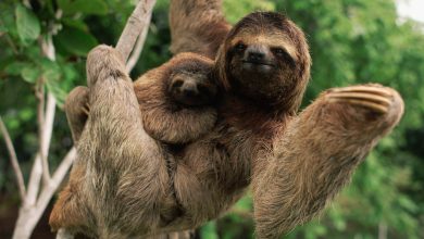 از تنبل سهانگشتی تا کوسه گرینلند؛ آشنایی با کندترین جانوران جهان 9 از تنبل سهانگشتی تا کوسه گرینلند؛ آشنایی با کندترین جانوران جهان