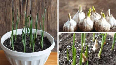 راهنمای کاشت سیر در گلدان