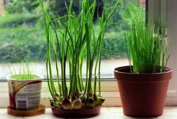 آیا گیاهان خانگی واقعا حالمان را خوب میکنند؟ 4 آیا گیاهان خانگی واقعا حالمان را خوب میکنند؟