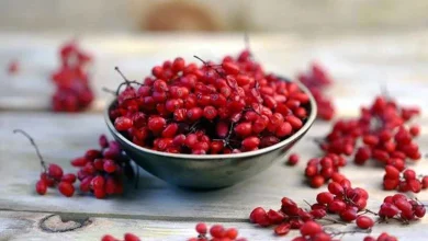 درمان معجزه‌آسای دیابت با زرشک