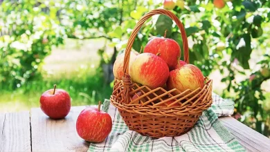با خوردن سیب خطر ابتلا به سرطان را کاهش دهید