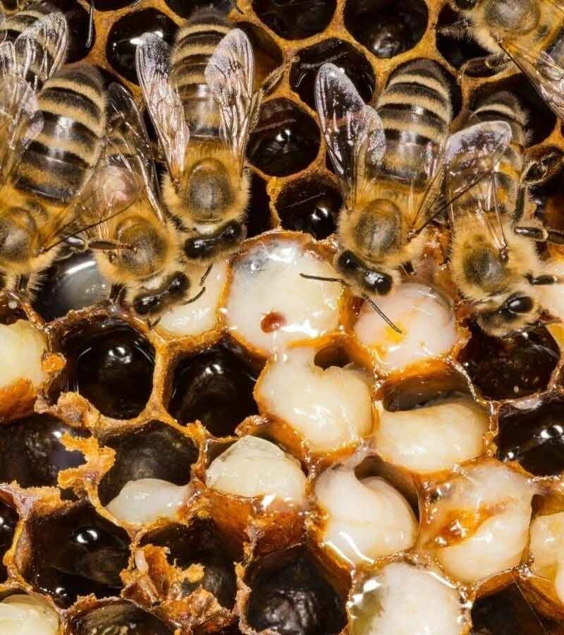 ژل رویال چیست و چه خواصی دارد؟