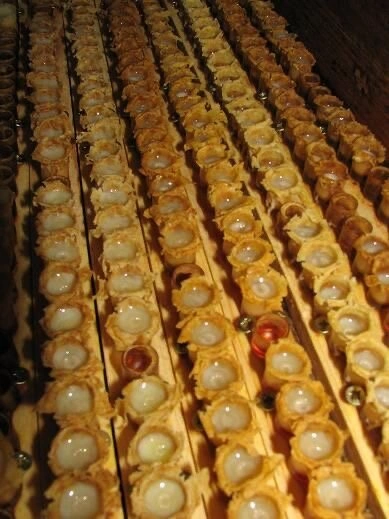 ژل رویال چیست و چه خواصی دارد؟