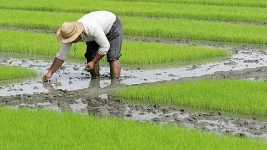 Will rice planting be restricted