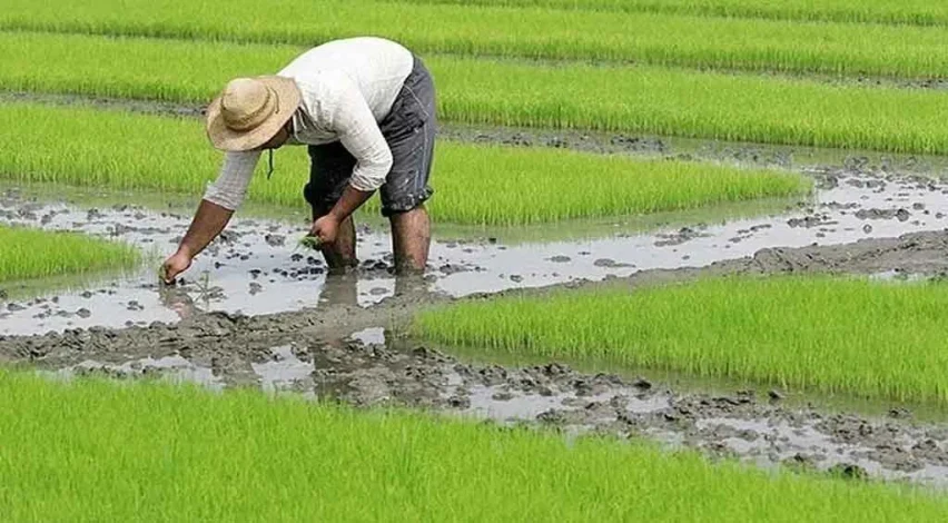 آیا کاشت برنج محدود میشود؟ 1 Will rice planting be restricted
