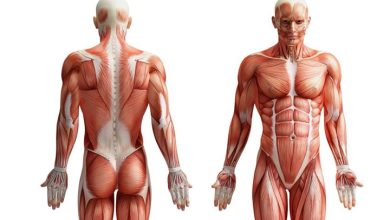 مواد تشکیل دهنده بدن انسان چقدر قیمت دارند؟