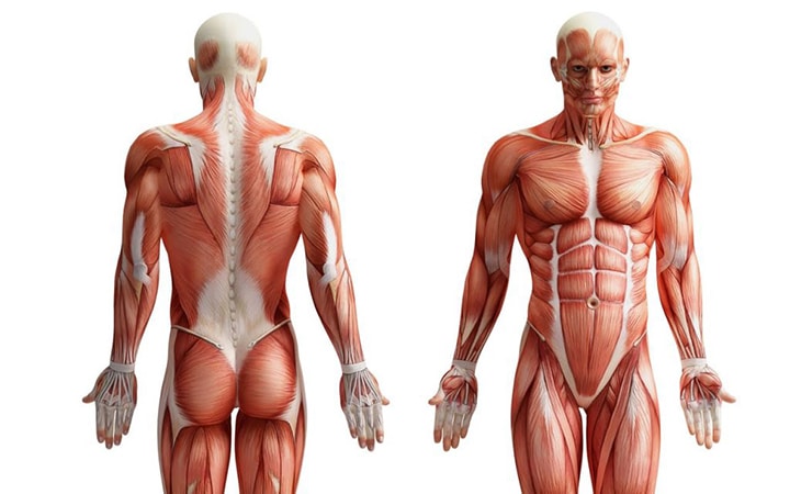 مواد تشکیل دهنده بدن انسان چقدر قیمت دارند؟ 1 مواد تشکیل دهنده بدن انسان چقدر قیمت دارند؟