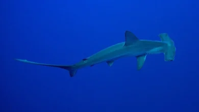 راز شکار این کوسههای مخوف را بفهمید 8 راز شکار این کوسههای مخوف را بفهمید