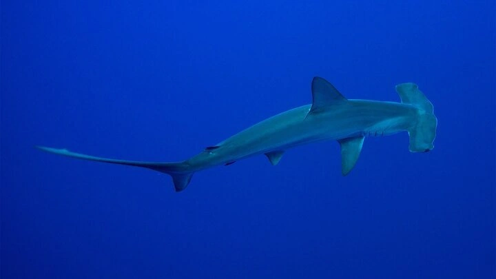 راز شکار این کوسههای مخوف را بفهمید 1 راز شکار این کوسههای مخوف را بفهمید