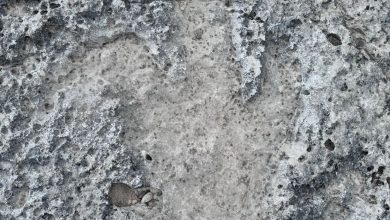 کشف ۱۵ ردپای غول‌آسای دایناسور در تگزاس پس از سیلاب