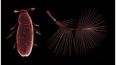 کشف ساختار بال حشرات میکروسکوپی؛ منبع الهام برای ساخت پهپادهای ریز