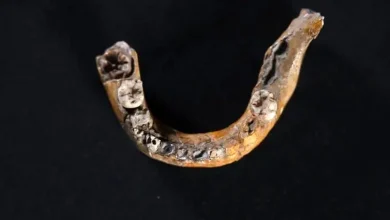 کشف فسیل ۱۴۰ هزار ساله: قدیمیترین شاهد علمی تلاقی انسان و نئاندرتال 2 کشف فسیل ۱۴۰ هزار ساله: قدیمیترین شاهد علمی تلاقی انسان و نئاندرتال