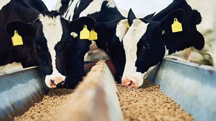 احتمال جهش شدید قیمت گوشت با بحران خشکسالی و کمبود نهادههای دامی! 2 احتمال جهش شدید قیمت گوشت با بحران خشکسالی و کمبود نهادههای دامی