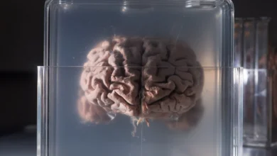 دانشمندان چینی به دنبال تحلیل دوباره مغز انیشتین با فناوری RNA