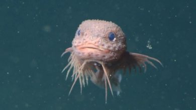 کشف یک حلزونماهی با ظاهری بامزه در عمق ۳۰۰۰ متری اقیانوس 3 کشف یک حلزونماهی با ظاهری بامزه در عمق ۳۰۰۰ متری اقیانوس