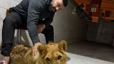 توله شیر امیر علیاکبری در باغوحش پارک ارم تهران تلف شد 3 توله شیر امیر علیاکبری در باغوحش پارک ارم تهران تلف شد