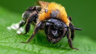 چشم‌های مرکب زنبورها؛ الگویی برای پهپادها و خودروهای خودران