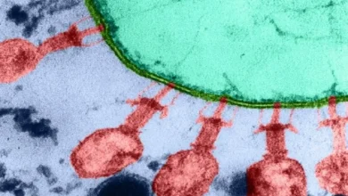 هوش مصنوعی با ساخت ویروس دانشمندان را مات و مبهوت گذاشت 6 هوش مصنوعی با ساخت ویروس دانشمندان را مات و مبهوت گذاشت