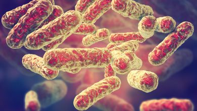 کشف باکتری مرموز آمازون در بدن پشههای خاکی؛ آیا بیماری تازهای در راه است؟ 7 کشف باکتری مرموز آمازون در بدن پشههای خاکی؛ آیا بیماری تازهای در راه است؟