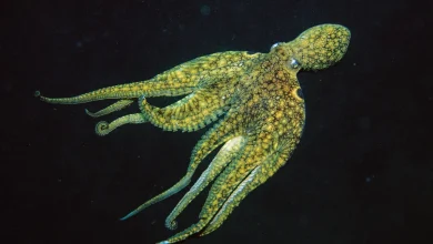 راز هماهنگی حیرتانگیز اختاپوس: هر بازو یک مغز مستقل دارد 2 راز هماهنگی حیرتانگیز اختاپوس: هر بازو یک مغز مستقل دارد