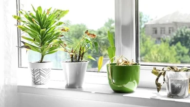 آیا گیاهان خانگی واقعا حالمان را خوب میکنند؟ 7 آیا گیاهان خانگی واقعا حالمان را خوب میکنند؟