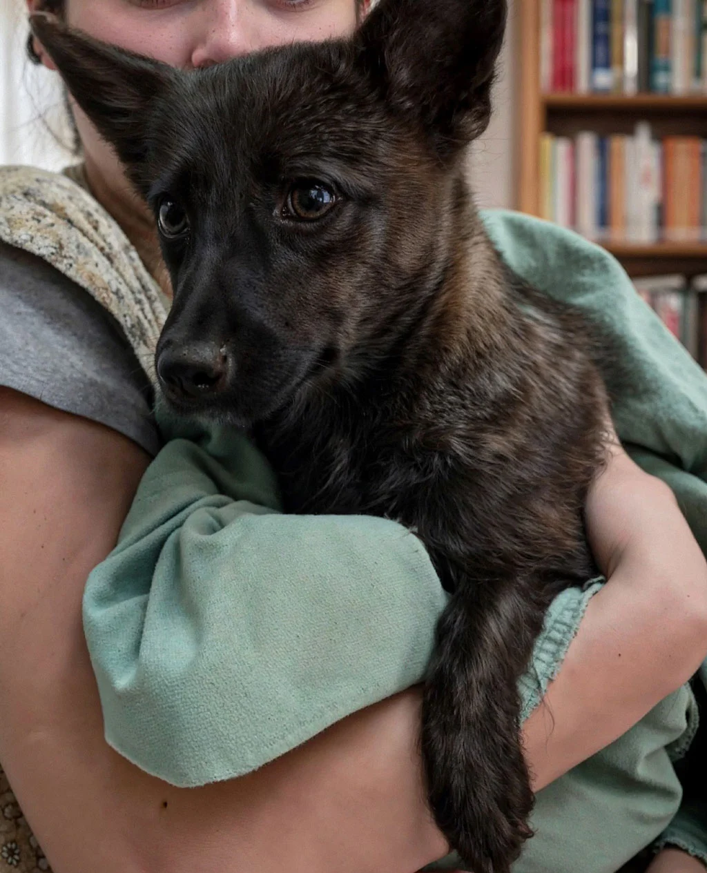 داگ زیم؛ اولین دورگه سگ و روباه+ عکس