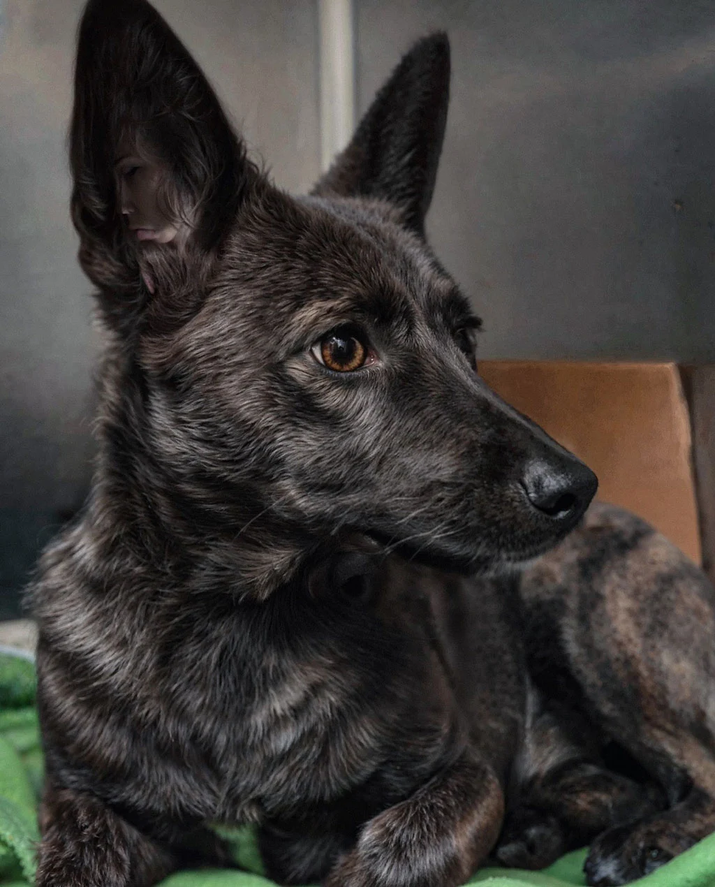 داگ زیم؛ اولین دورگه سگ و روباه+ عکس