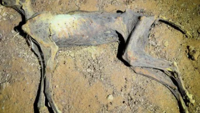 هفت یوزپلنگ مومیاییشده در عربستان سعودی کشف شد 8 هفت یوزپلنگ مومیاییشده در عربستان سعودی کشف شد