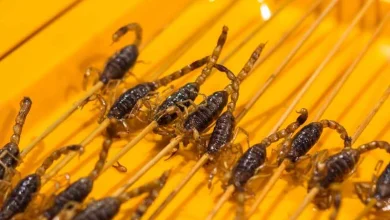 سرخ کردن عقرب در بازار چین+ فیلم