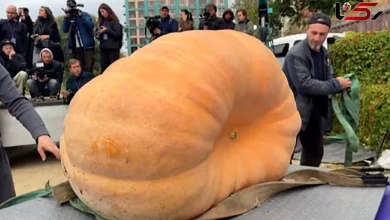 بزرگترین کدو تنبل جهان با ۱ تُن وزن!+ ویدئو 6 بزرگترین کدو تنبل جهان با ۱ تُن وزن!+ ویدئو