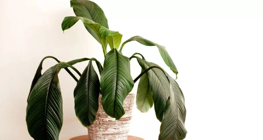  دلیل پژمرده شدن گیاهان آپارتمانی چیست؟ +راهکار‌ها