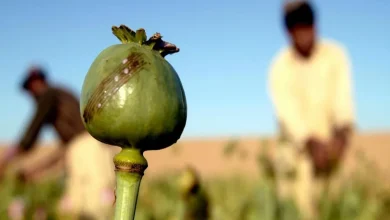 کشت خشخاش به صورت قانونی چه زمانی اجرایی میشود؟ 2 کشت خشخاش به صورت قانونی چه زمانی اجرایی میشود؟