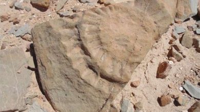 کشف یک سایت فسیلی با قدمت ۸ میلیون سال در کردستان 10 کشف یک سایت فسیلی با قدمت ۸ میلیون سال در کردستان