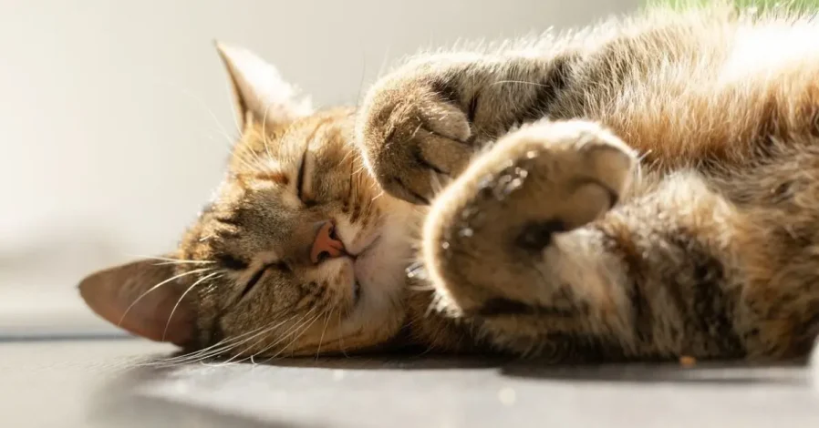 «لبخند گربهای»؛ راهکار علمی برای نزدیکتر شدن به گربهها 1 «لبخند گربهای»؛ راهکار علمی برای نزدیکتر شدن به گربهها