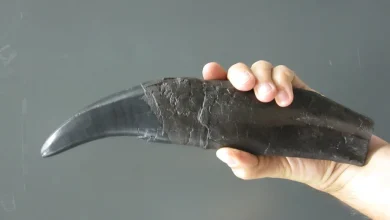 دندانهای دایناسورها، کلید بازگشایی راز اقلیم باستانی زمین 4 دندانهای دایناسورها، کلید بازگشایی راز اقلیم باستانی زمین