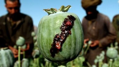 بررسی پیشنهاد کشت تریاک در ایران توسط ستاد مبارزه با مواد مخدر 3 بررسی پیشنهاد کشت تریاک در ایران توسط ستاد مبارزه با مواد مخدر