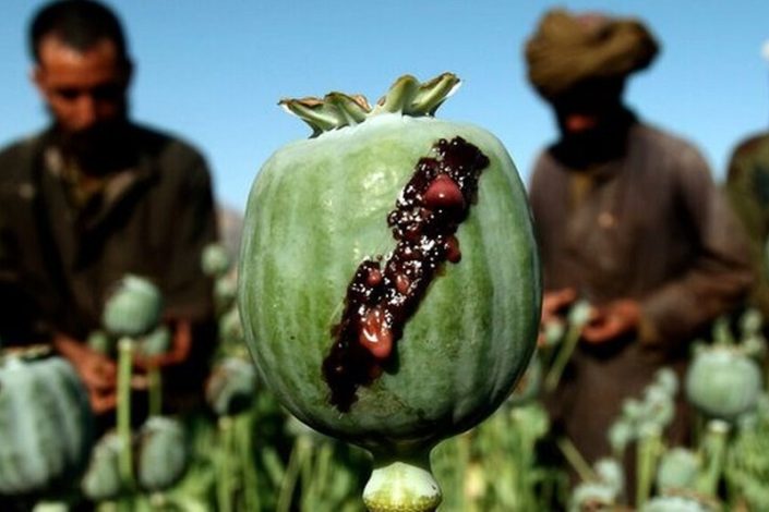 بررسی پیشنهاد کشت تریاک در ایران توسط ستاد مبارزه با مواد مخدر 1 بررسی پیشنهاد کشت تریاک در ایران توسط ستاد مبارزه با مواد مخدر