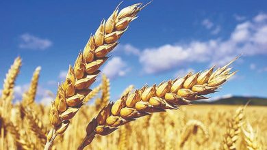 قیمت خرید تضمینی گندم باید حداقل 40 درصد افزایش یابد! 3 قیمت خرید تضمینی گندم