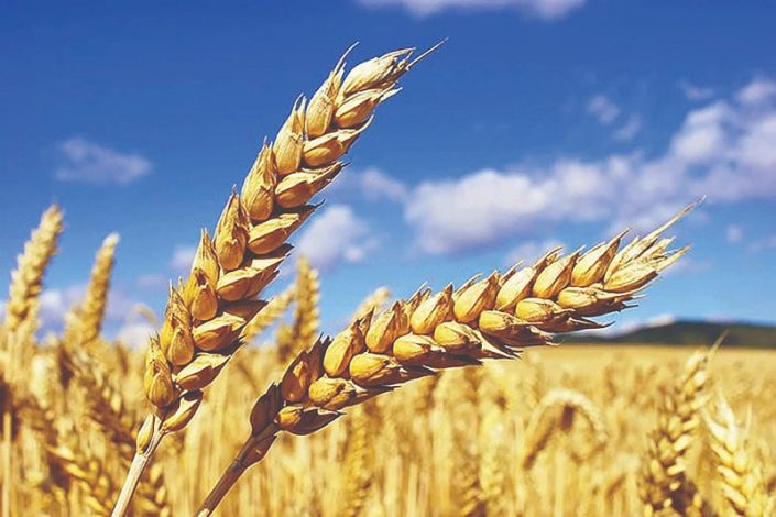 قیمت خرید تضمینی گندم