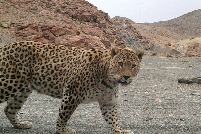 مشاهده پلنگ ایرانی در جنگل های هیرکانی املش