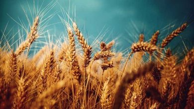 افزایش واردات گندم؛ ناکامی در خودکفایی گندم