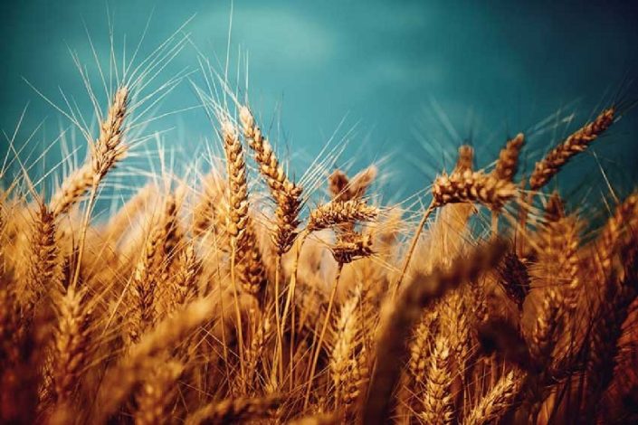 نرخ خرید تضمینی گندم تا هفته آینده اعلام می‌شود
