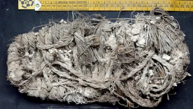 کشف یک کفش ۶۵۰ ساله در لانه «همای سعادت» در اسپانیا 7 کشف یک کفش ۶۵۰ ساله در لانه «همای سعادت» در اسپانیا